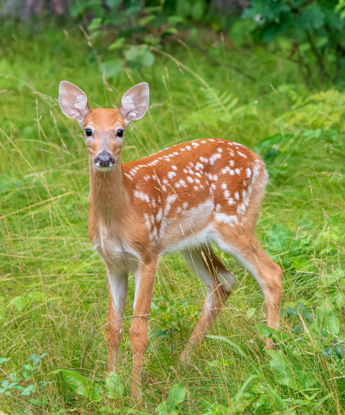 Bambi-Reflex setzt auf sanftmütigem Augenaufschlag